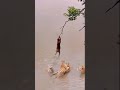 Monkey Pissing Off Tigers