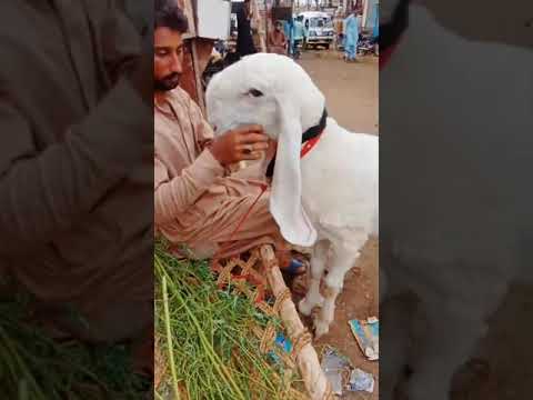 Qurbani Lovers 2025 vvip gajli 3 month plus Pregnant #goat #bakramand #cattlemarket #cow #animals