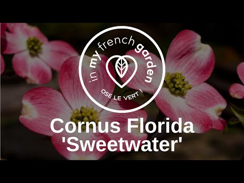 download lagu mp3 mp4 Epimedium Spring Wedding, download lagu Epimedium Spring Wedding gratis, unduh video klip Epimedium Spring Wedding