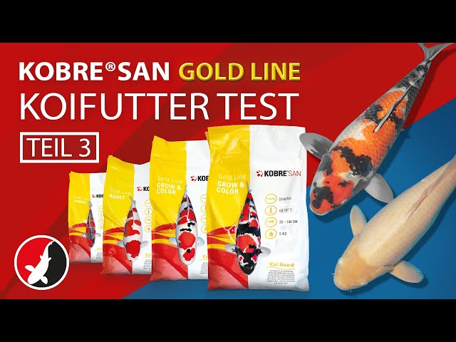 Video Teaser für "Kobre®San Gold" Koifutter Test - Teil 3