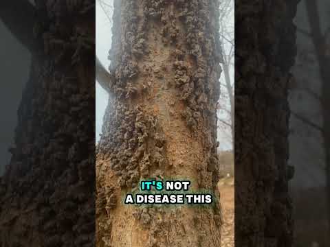 What do you think this bark looks like? #hoodoos #hackberry #tree #bark