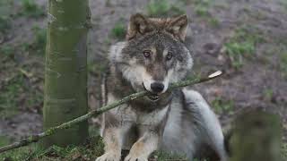 October 15th - Rejected Stone