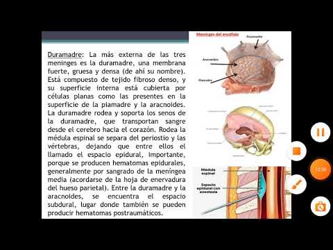 Clase 18 (08/10): capaz del cráneo, membranas meníngeas, SNC, neuronas.