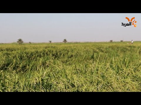 شاهد بالفيديو.. زراعة ذي قار: اعداد الخطة الشتوية للموسم القادم #المربد