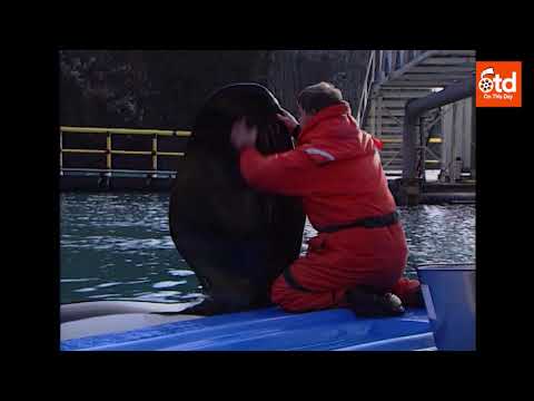 Keiko Learns To Hunt In Iceland (1999)