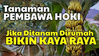 Download lagu INILAH 11 TANAMAN PENARIK REZEKI YANG BISA KAMU TANAM DIRUMAH mp3