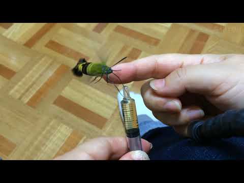 蛾の尾がコウモリソナーを混乱させる