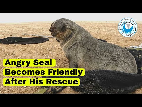 Seal Becomes Friendly After His Rescue