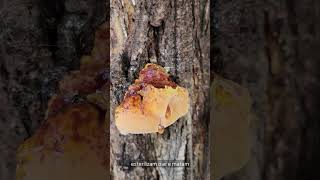 A Cidade Feita de Antibióticos