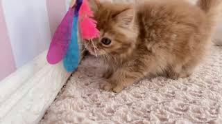 ミヌエットの動画01