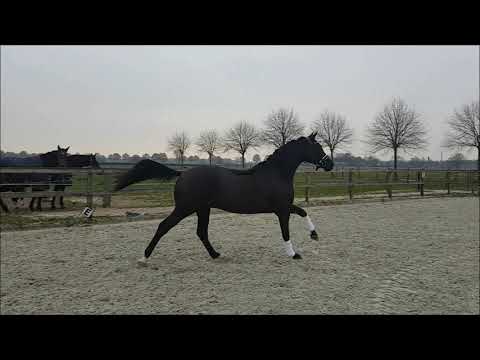 KWPN stallion born 2016 Rousseau x Ronaldo