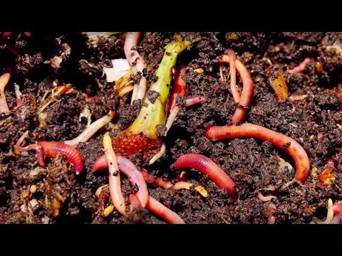 Homegrown | Worms Can Recycle Your Garbage (Vermicomposting)