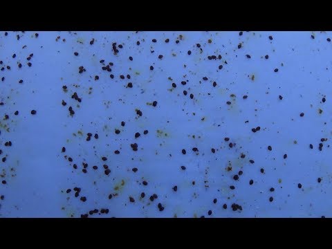 Проверка бипином на заклещеваность пасики