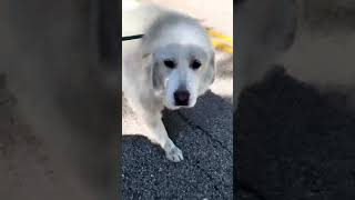 Video preview image #1 Great Pyrenees Puppy For Sale in Spring, TX, USA