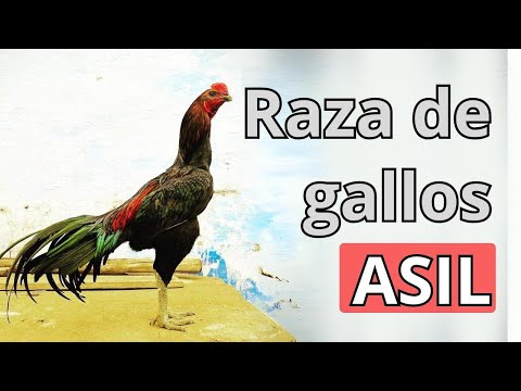 , title : 'Raza de Gallo Asil  origen, Características y variedades'
