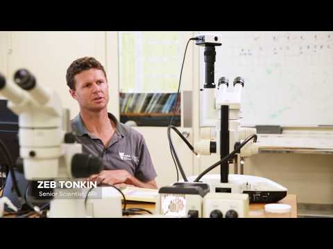 What can fish ear bones tell us? Benefits of water for the environment