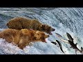 Beauty Nature & Wild - Bear catching salmon in waterfall | Wild Animals 2018