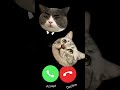 🔇MI TELEPON SOUND EFFECT THREE  CAT EP.33🔇 #ringtone #smartphone #ringtones