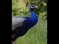 Tehuk Best Mor Peacock Sound Status