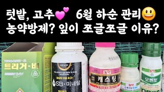 고추???? 6월하순 관리???? 병해충방제(농약)?, 고추잎이 쪼글쪼글한 이유?, 곁순 및 하위엽제거? 고…