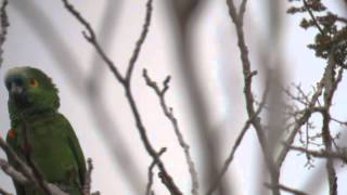 preview picture of video '23.9.13 Amazone à front bleu (Amazona aestiva, Turquoise-fronted Amazon)'