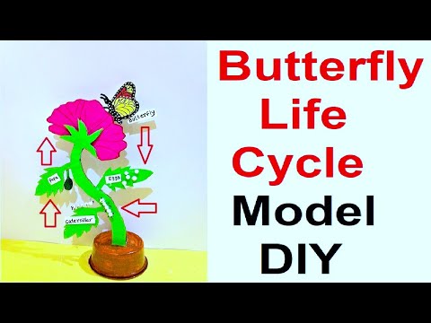 life cycle of a butterfly model 3d making using cardboard science project howtofunda still model