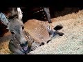 Ippo The Loveable Zonkey