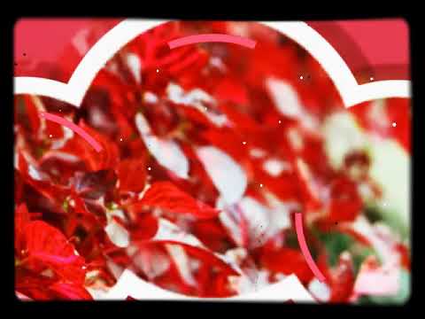 Flowers with Rabindra Sangeet Mix ~~Prano Bhoriye~~