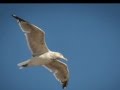 Herring Gull At Hammonasset
