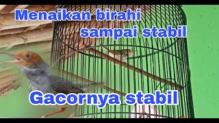 Download lagu Cara menaikan birahi pada burung prenjak kepala merah biar gacornya stabil mp3 Download lagu Cara menaikan birahi pada burung prenjak kepala merah biar gacornya stabil mp3