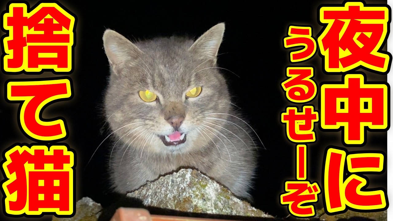 【捨て猫】うるせー猫だな！野良猫が夜中3時に鳴き叫ぶ…。幸子の曲が出来ました