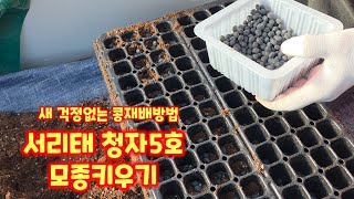 서리태 씨넣기 청자5호 풀뿌리농장 [콩재배방법]