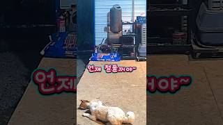 강아지들 요만할때 꼭 하는 행동 왜 그럴까요?