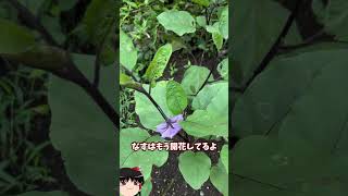 庭に畑を作ってみた【その56】#shorts