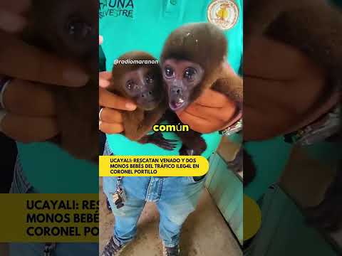 RESCATAN MONITOS Y UN VENADO EN UCAYALI