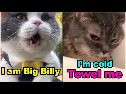 TOP 10 Cats Speak English Better Than Hooman 😸