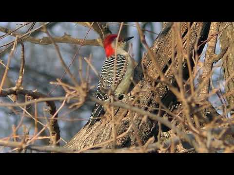 Caching Food Woodpecker