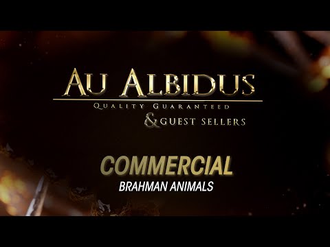 Au Albidus - Commercial Animals (October 2023)