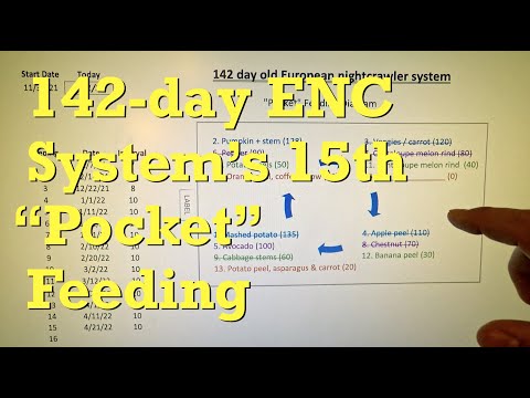 "Pocket" feeding #15 in European nightcrawler worm bin - vermicompost