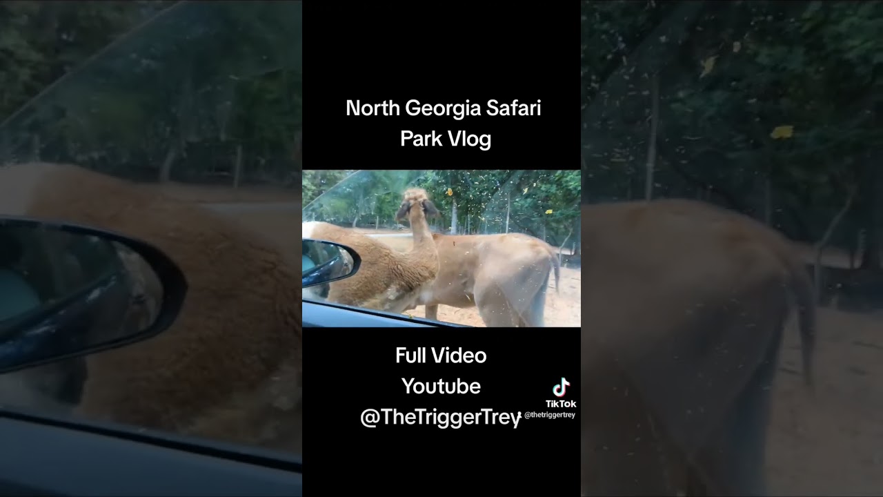 North Georgia Safari Park Vlog Clip