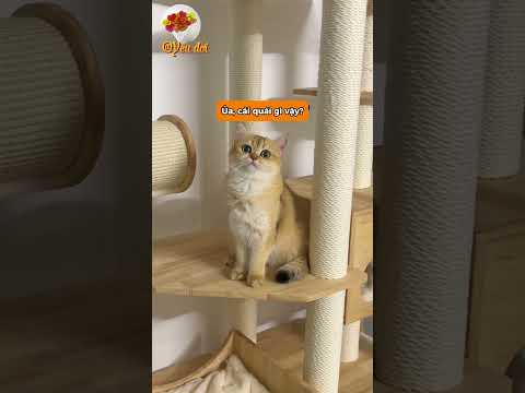 lấy chổ ngủ yêu thích của meo meo