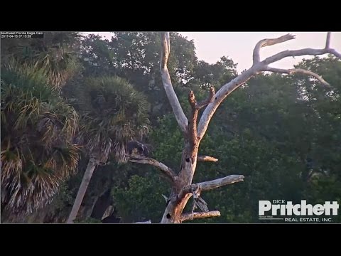 2017/04/15 06h15m SWFL E9 flew a round and returned to the dead tree
