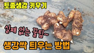생강농사 생강싹 틔우는 방법 생강을 싹틔워 심어야하는 이유 생강밭 만들기토종생강