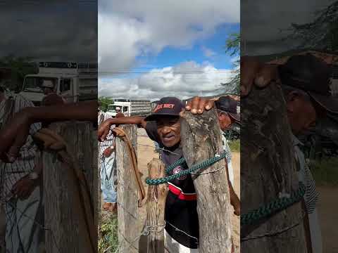 Feira do gado em São José da Tapera é tradição todo sábado! 🐂🔥Das 5h às 11h, é a hora certa