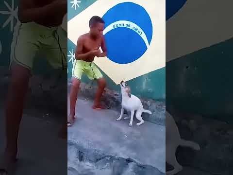 Dance to the beat#dog #funny #funnyanimals #funnypet#animals #dogsofttiktok #foryou #usa