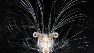 angel eyes chizmo charlie