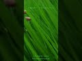 Aagayam The Nature Song RM Neeran Balaji Sri Chennaimusic Indiefolk Direction Tamilsong