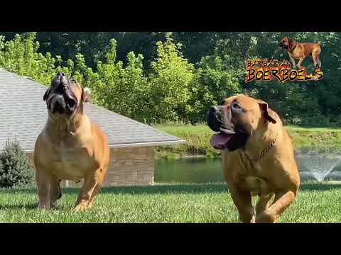 Barbarian Boerboels - Now this is how we exercise the pack 😂😂😘