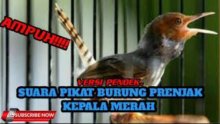 Download lagu Mp3 suara pikat burung prenjak kepala merah mp3