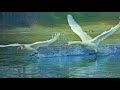 Белая Лебедь --подруга Весны /вальс/ White Swan-girlfriend Spring 